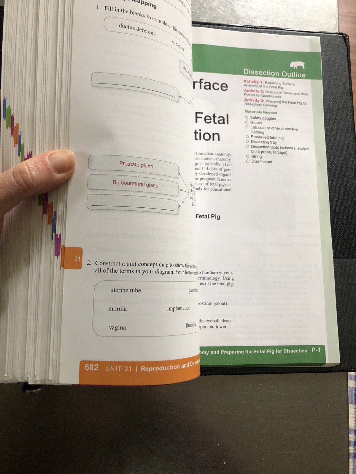 Human Anatomy And Physiology Lab Manual Second Edition Fetal Pig