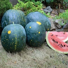 20 Moon and Stars Red Watermelon Seeds - Heirloom -- NON GMO  15/25 lbs