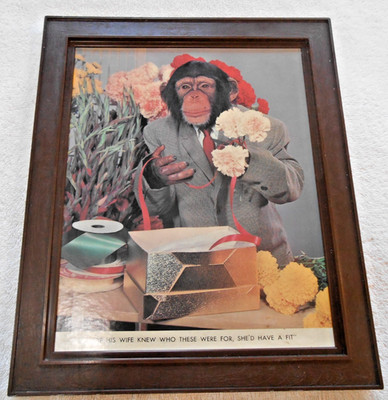 MONKEY HUMOR Chimpanzee Animal Photo Art 12'' X 10'' Plastic Frame