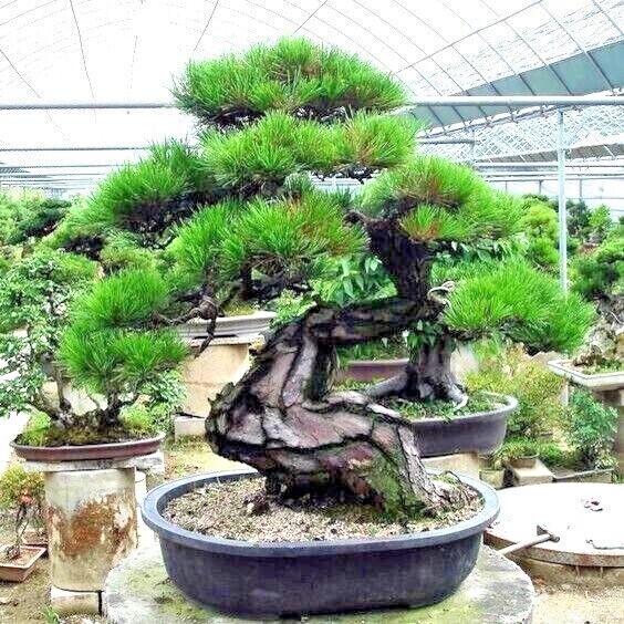 20 JAPANESE BLACK PINE TREE SEEDS (Pinus thunbergii) "Easy & Famous for  Bonsai" | eBay
