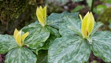 Yellow Trillium 5 bulbs (T. luteum) wildflower