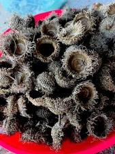 25  FRINGED BURR OAK ACORN CAPS FOR CRAFTS