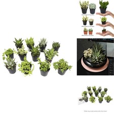 Altman Plants Assorted Live Succulents 12PK Indoor Houseplants
