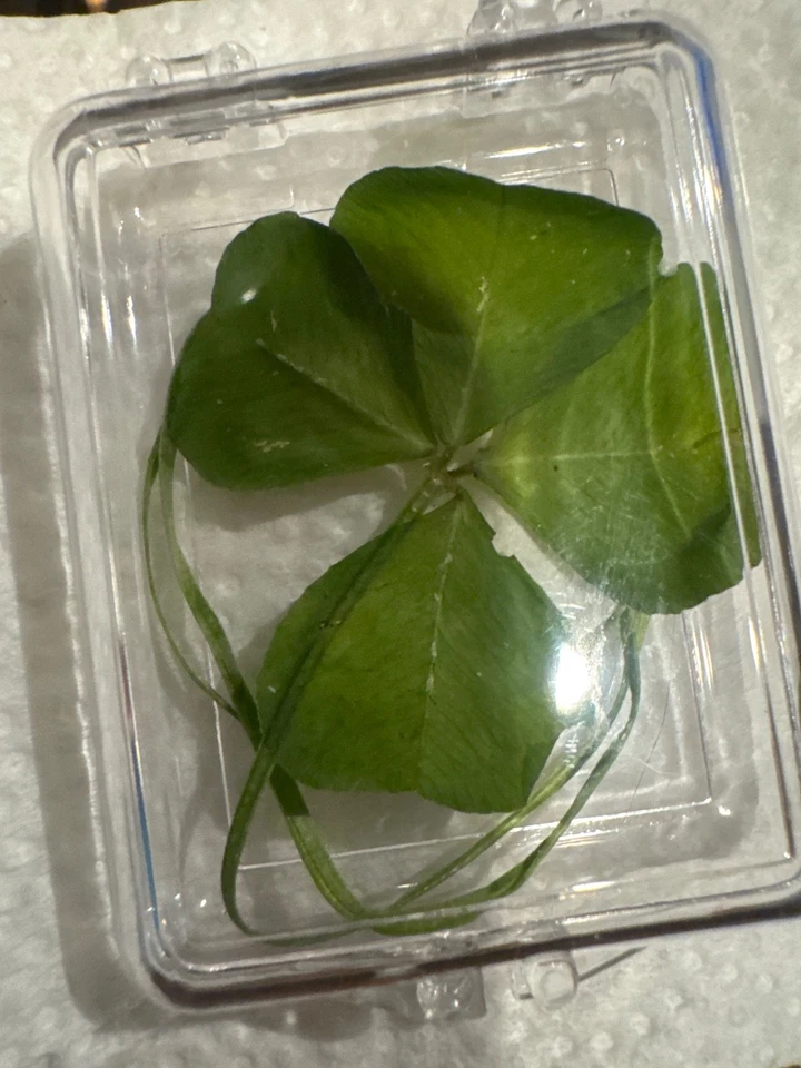 This is a big four leaf clover I found In my yard one of a kind about a inch big - Image 2 of 2