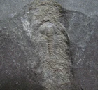 Cambrian Trilobite fossil - Achlysopsis brighamensis Spence Shale Utah RARE