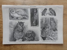 Orig.(1893) Holzstich Eulen Uhu Schleiereule Waldkauz (B14H)