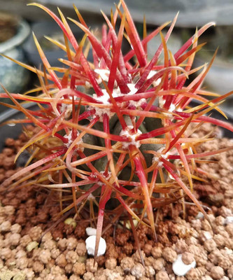 Ferocactus chrysacanthus rubrispinus seedgrown Garden Décor Boutique