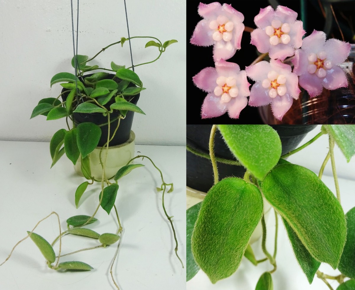 花座ありホヤ極美株 大苗トムソニー　ピンクHoya thomsonii pink Hoya thomsonii Pink Flower | Vermont Hoyas