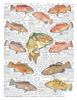 Saltwater Fish Identification #6 - Waterproof Quick Reference