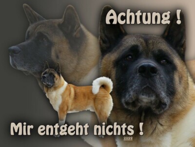 AMERICAN AKITA Hundewarnschild SCHILD Metallschild Alu-Dibond Hundeschild NEU #3