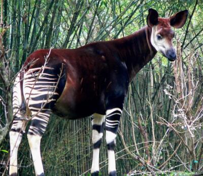 OKAPI GLOSSY POSTER PICTURE PHOTO PRINT BANNER ZEBRA FOREST GIRAFFE CONGO 9172