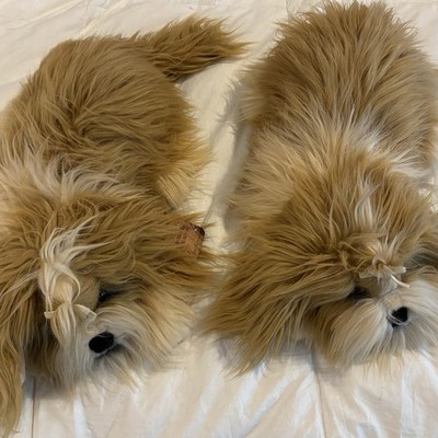 Vintage 1990s Dakin Lou Rankin Friends Annabelle Shih Tzu Dog Plush Lot 1 NWT