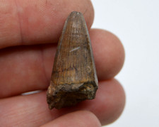 BIG Crocodile tooth CROCODYLUS  1.4