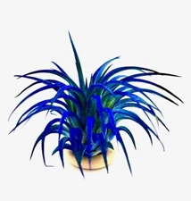 Live Color Enhanced Blue Air Plant Ionantha Guatemala Airplant FREE SHIPPING