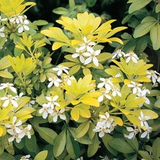 Choisya Sundance Mexican Orange Evergreen Shrub Outdoor Garden Plant in