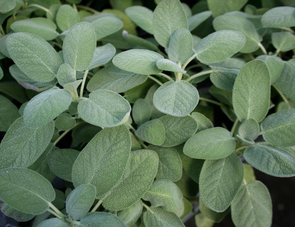 Broadleaf Sage, Salvia Officinalis, NON-GMO, Variety Sizes, FREE SHIPPING - Image 2 of 2