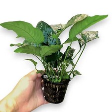 Anubias Nana Mother XXL Aquarium Plants Factory