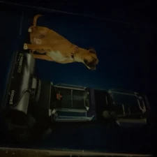 BISSELL Homecare 3748 PowerForce Pet XL Upright Carpet Cleaner