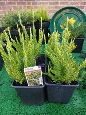  Heather Calluna Vulgaris Guinea Gold. 12cm potted,  Evergreen
