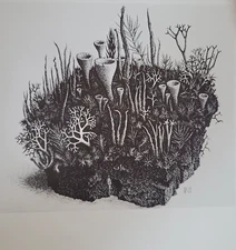 STUDY OF PLANTS (1942) by M C Escher Print