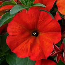 45 PETUNIA PETCHOA SUPERCAL RED MAPLE Live Plants Home & Garden DIY 237 S2