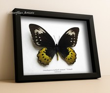 Ornithoptera for collectors | rare birdwing butterflies