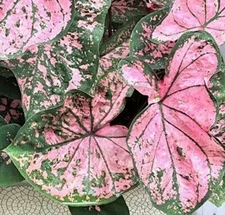 Caladium 'Florida Elise' (2 Bulbs) Size #2 - New Crop 2025-Pink Variegated Leave