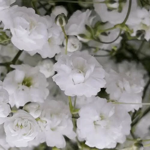 BABY’S BREATH GYPSOPHILA SNOWFLAKE DOUBLE-Gypsophila paniculata- 50/100 seeds* - Picture 2 of 6