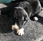 Labrador Puppies In Ourimbah 2258 Nsw Dogs Puppies Gumtree Australia Free Local Classifieds