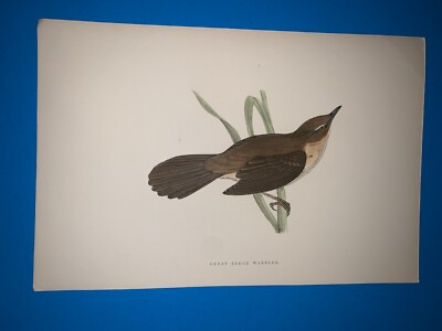 morris birds antique print 1870- great sedge warbler- decor RARE good condition