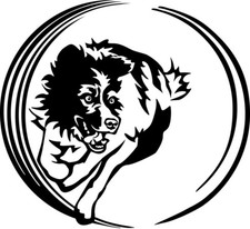 Adesivo BORDER COLLIE - adesivo auto - sticker - tunnel AGILITY #20