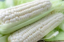 75 White Corn Seeds for Planting 