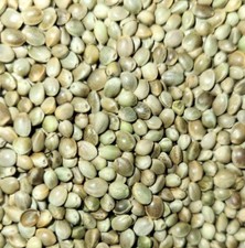 Premium Kosher Hemp Seed Nuts   100% Food Gra...
