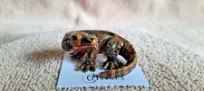 LITTLE CRITTERZ Komodo Dragon "Indonesia" Miniature Figurine New FREE SHIP LC327