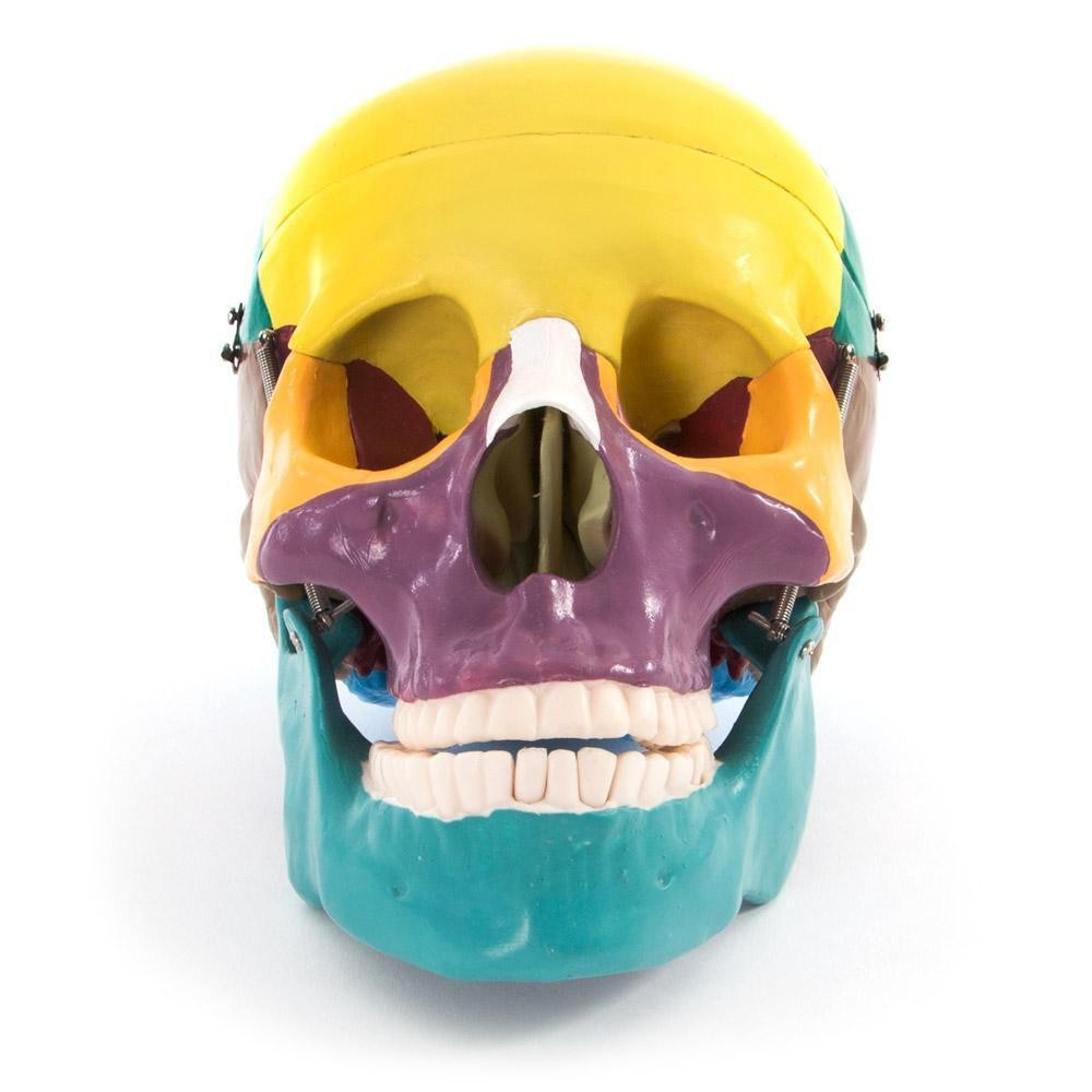 66fit™ Life Size Human Skull Anatomical Model - Painted Bones