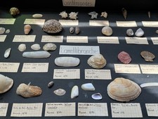 I S 希少　貝殻水色 Rare Sea Shells for sale | eBay