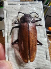 Cerambycidae Ialyssus tuberculatus 54.08mm Ma...