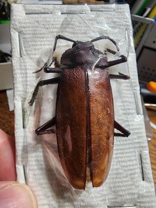 Cerambycidae Ialyssus tuberculatus 54.08mm Male #CA-48 Longhorn Beetle Insect