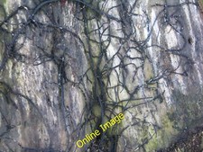 Photo 6x4 Honey fungus rhizomorphs Cramond The black threads typical of A c2014