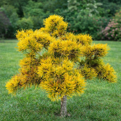 Pinus mugo cv CARSTENS WINTER GOLD - Mountain pine | Dwarf pine
