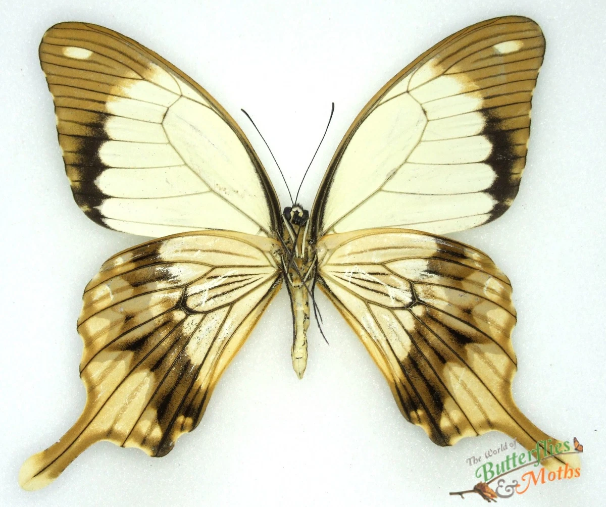Specchio da parete rotondo con farfalle in metallo dorato cm 91x3x94