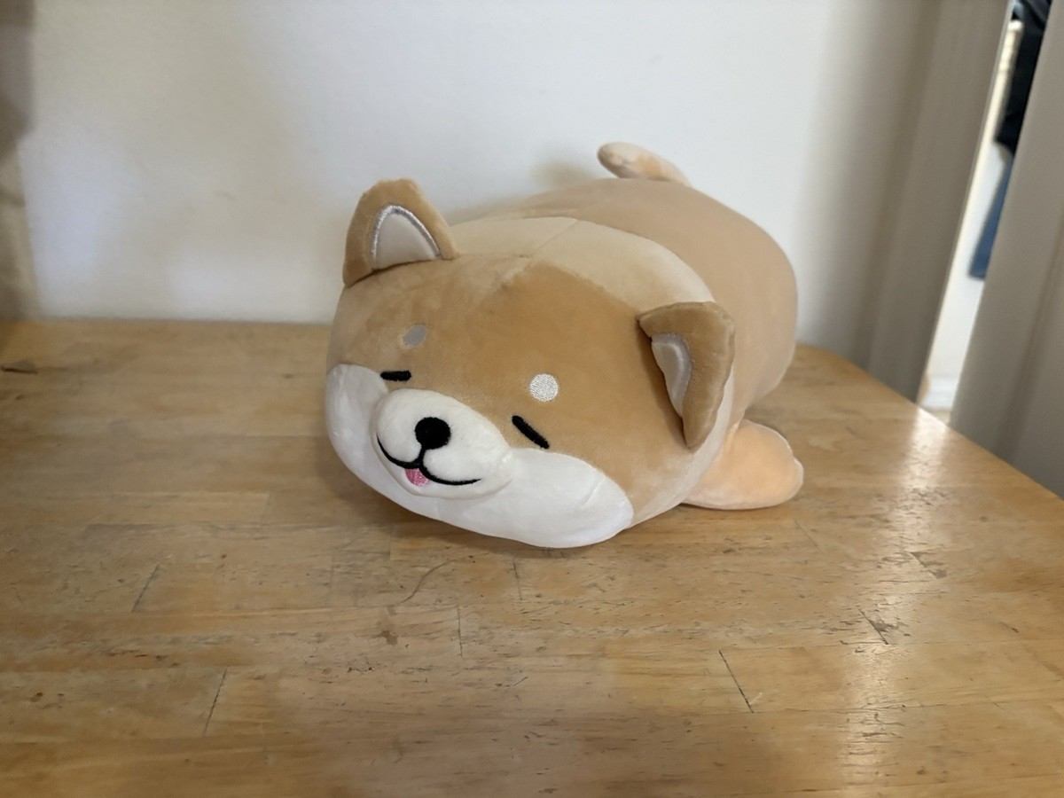 Shiba Inu 12