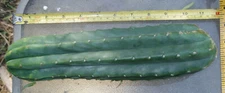 Cactus Echinopsis  THICK Cutting Organic 12" inch Blue Green