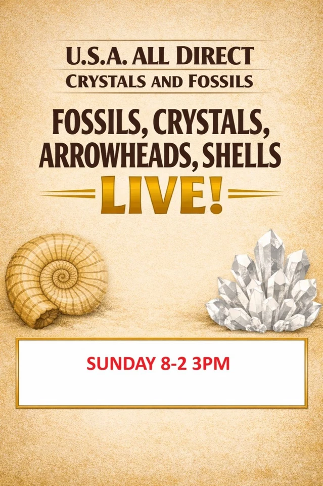 THE ROCK STOP - ANCIENT - Fossils, Crystals, Minerals, Pet Wood