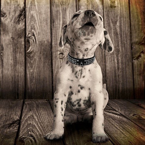 Thick Diamond Dog Collar Full Rhinestone Soft Suede Leather with Bowtie O-Ring - Picture 15 of 57