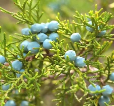 Cedar, Dogwood, Pine, Redwood, Spruce, Tree Seed by MySeeds.Co, You Choose Th...