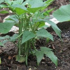  25 NAVY BEAN SEED