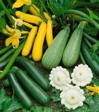 5 Species Mix Summer Squash 25 Seeds | Gold  Black white marrow grey and Trieste