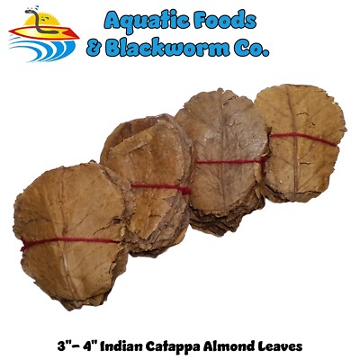 3-4'' Indian Catappa Almond Leaves, for Shrimp, Bettas and Aquariums