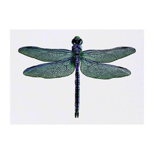 'Dragonfly' Temporary Tattoos / Transfers TO00036528 